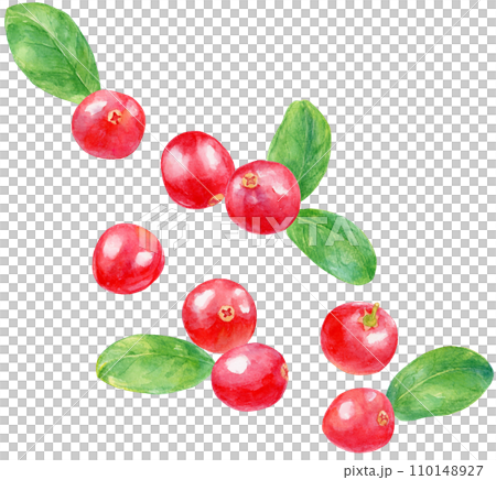 Cranberry watercolor painting, many scattered fruits and leaves Cranberry watercolor painting, many scattered fruits and leaves 110148927