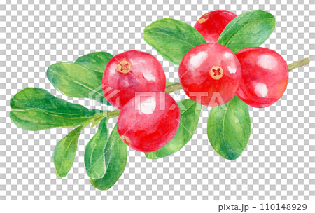 Cranberry watercolor painting, fresh fruits and branches and leaves 110148929