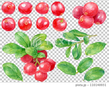 Watercolor cranberry material collection 110148931