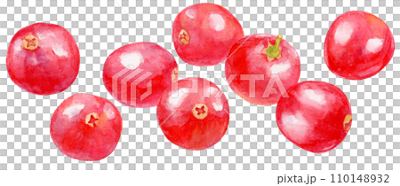 Watercolor painting many cranberries 110148932