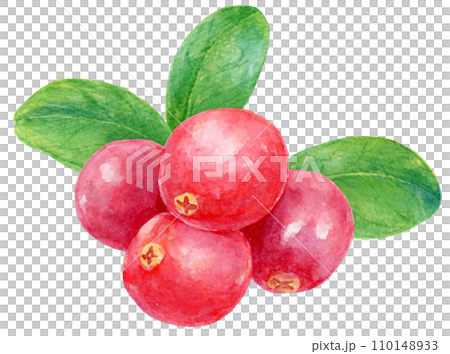 Cranberry fruit watercolor painting with leaves on background 110148933