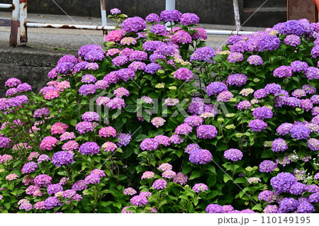 あじさい 110149195