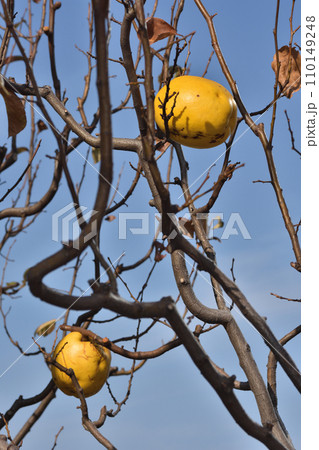 天空の農園の花梨 天空の農園の花梨 110149248
