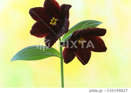 クロユリ こげ茶色の花 山野草 明るい黄色系背景 クロユリ こげ茶色の花 山野草 明るい黄色系背景 110149827