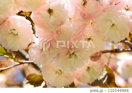 フゲンゾウ　普賢象　八重咲の桜　淡いピンクのグラデーション　クローズアップ 110149988