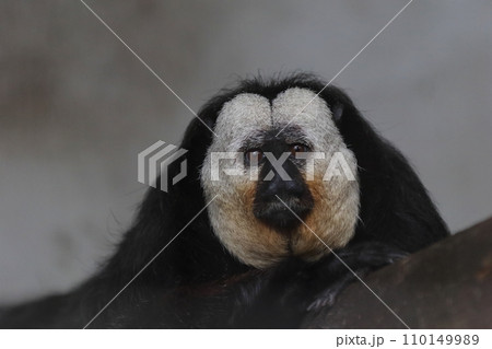 腕を組んだカメラ目線のシロガオサキ 110149989