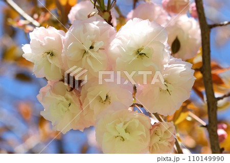 フゲンゾウ 普賢象 八重咲の桜 淡いピンクのグラデーション クローズアップ フゲンゾウ 普賢象 八重咲の桜 淡いピンクのグラデーション クローズアップ 110149990