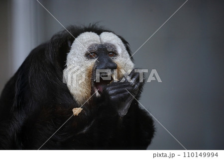 エサを食べるシロガオサキのオス 110149994