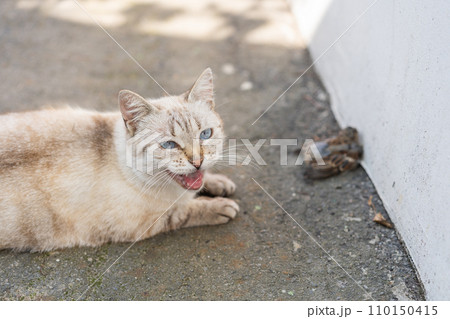 Grey and yellow cat with blue eyes after bird hunting 110150415