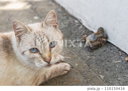 Grey and yellow cat with blue eyes after bird hunting 110150416