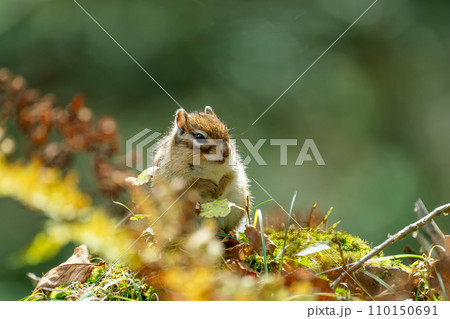 紅葉の中で佇むエゾシマリス 110150691