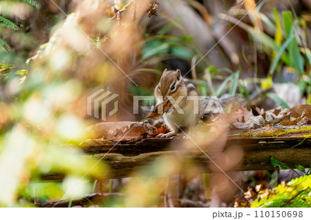 晩秋の倒木の上で立ち上がり木の葉を食べるエゾシマリス 110150698
