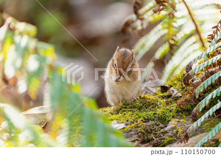 苔むす倒木の上で目のゴミを取っているエゾシマリス 110150700