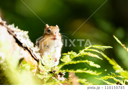 初秋の光を浴び笑顔で立つエゾシマリス 110150785
