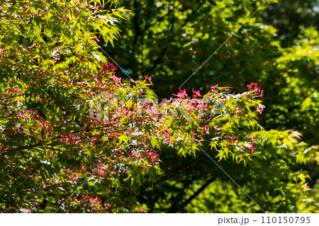 群馬県安中市の春　新緑のアプトの道　モミジの種 110150795