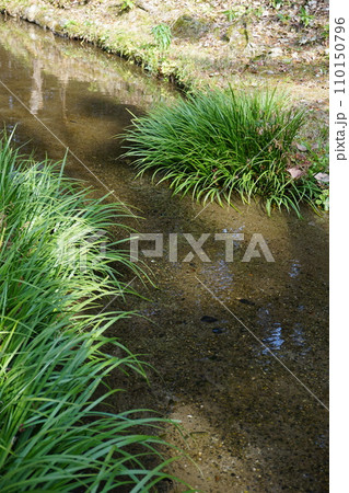 渓流や水路沿いなどの湿地を好んで群生する「セキショウ」 渓流や水路沿いなどの湿地を好んで群生する「セキショウ」 110150796