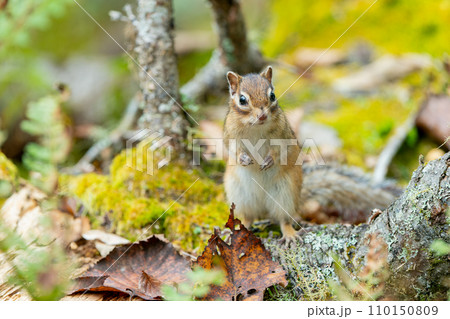 苔むす木の上に立つエゾシマリス 110150809