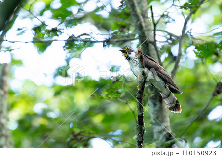 木の枝にとまるジュウイチの幼鳥 木の枝にとまるジュウイチの幼鳥 110150923