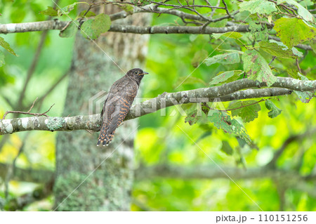 木の枝にとまるツツドリ 110151256