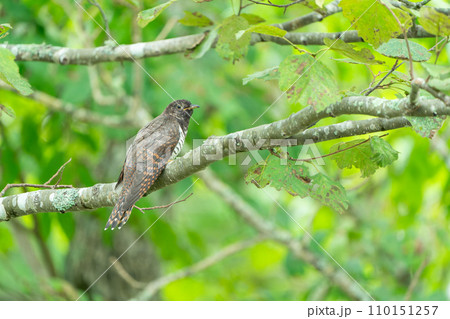 木の枝にとまるツツドリ 110151257