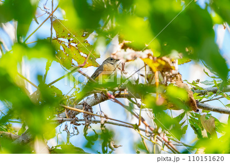 樹木の葉の中で囀るアカハラ 110151620