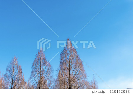澄んだ冬の青空に枯れ木や木の枝がつくる風景 110152058