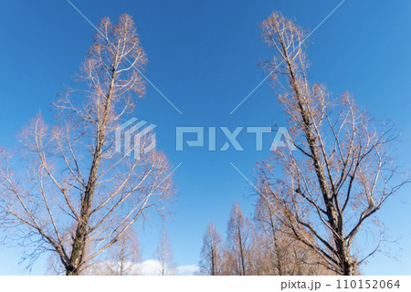 澄んだ冬の青空に枯れ木や木の枝がつくる風景 澄んだ冬の青空に枯れ木や木の枝がつくる風景 110152064