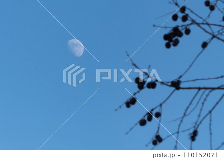 澄んだ冬の青空に枯れ木や木の枝がつくる風景 110152071
