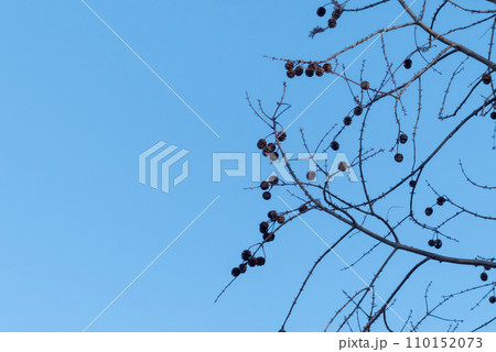 澄んだ冬の青空に枯れ木や木の枝がつくる風景 110152073