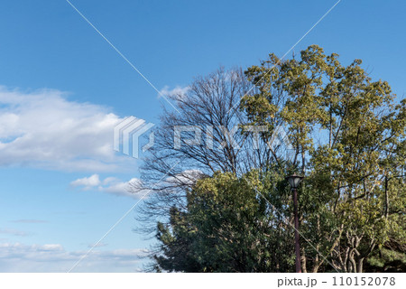 澄んだ冬の青空に枯れ木や木の枝がつくる風景 110152078
