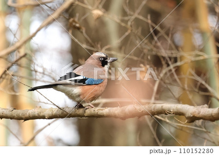 生き物　野鳥　カケス、カラス科の美しい鳥。地声はジェージェーと騒々しいが色んな鳥の鳴きまねが得意 110152280