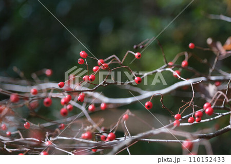 赤い木の実 110152433