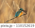 獲物を狙うカワセミ 110152619