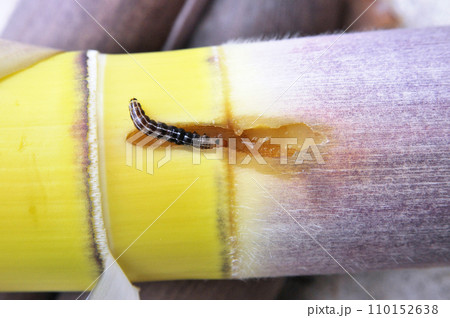 タケノコを食い荒らす珍しいヨトウムシ。ハジマヨトウ タケノコを食い荒らす珍しいヨトウムシ。ハジマヨトウ 110152638