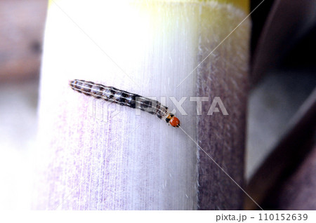 タケノコを食い荒らす珍しいヨトウムシ。ハジマヨトウ 110152639