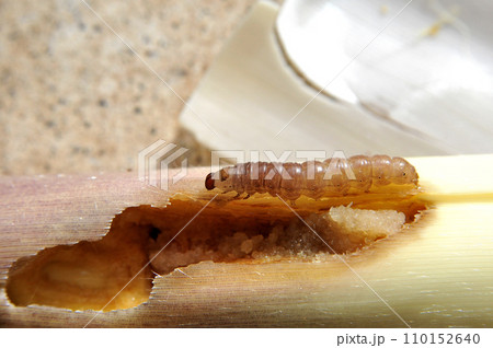 タケノコを食い荒らす珍しいヨトウムシ。ハジマヨトウ 110152640