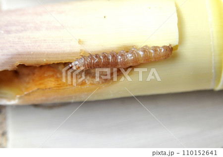 タケノコを食い荒らす珍しいヨトウムシ。ハジマヨトウ タケノコを食い荒らす珍しいヨトウムシ。ハジマヨトウ 110152641