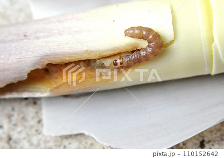 タケノコを食い荒らす珍しいヨトウムシ。ハジマヨトウ 110152642