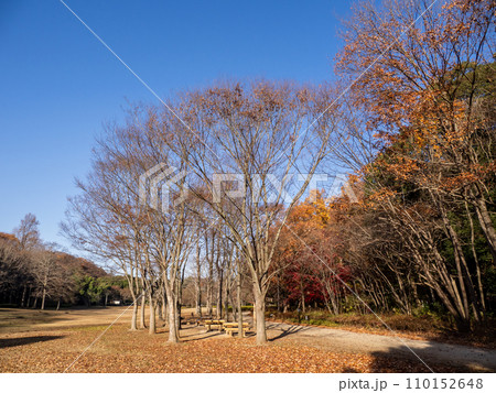 晩秋の公園風景 落葉したユリノキ(千葉県松戸市・21世紀の森と広場) 晩秋の公園風景 落葉したユリノキ(千葉県松戸市・21世紀の森と広場) 110152648