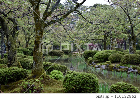 雨の金沢兼六園 雨の金沢兼六園 110152962