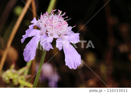 自然　植物　マツムシソウ、秋に高原に咲く花。頭状花序で小花は筒状五裂、外側小花の花弁三片が長く伸びる 110153011