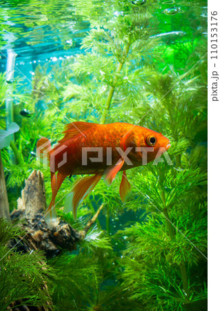 Goldfish swimming in the water. Goldfish in the aquarium. 110153176