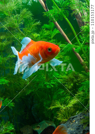 Goldfish swimming in the water. Goldfish in the aquarium. 110153177