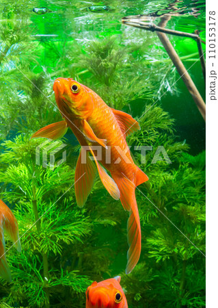 Goldfish swimming in the water. Goldfish in the aquarium. 110153178