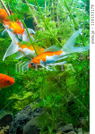Goldfish swimming in the water. Goldfish in the aquarium. Goldfish swimming in the water. Goldfish in the aquarium. 110153179
