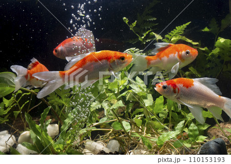 Goldfish swimming in the water. Goldfish in the aquarium. Goldfish swimming in the water. Goldfish in the aquarium. 110153193