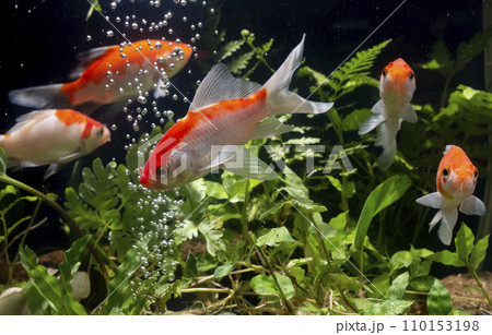 Goldfish swimming in the water. Goldfish in the aquarium. 110153198