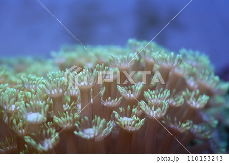 ハナガササンゴ ハナガササンゴ 110153243