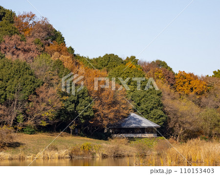 秋の公園風景　紅葉した木々と池（千葉県松戸市・21世紀の森と広場） 110153403