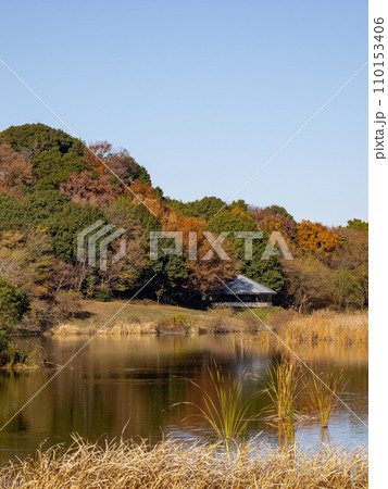 秋の公園風景　紅葉した木々と池（千葉県松戸市・21世紀の森と広場） 110153406